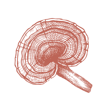 Powróć do tradycji